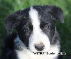 ~Black and white male, Smooth to medium coat, border collie puppy